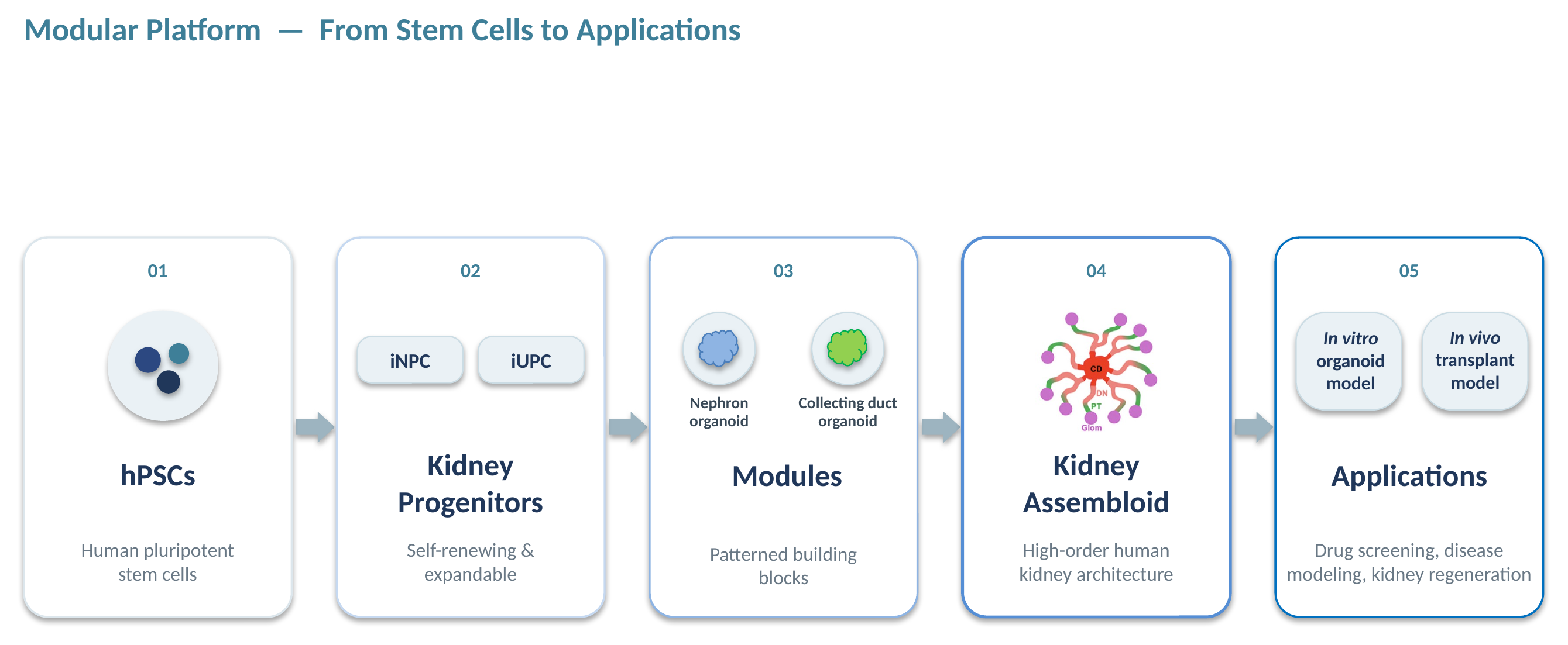 DeepNephro modular platform: from human pluripotent stem cells to kidney progenitors, nephron and collecting duct organoid modules, kidney assembloids, and downstream applications.
